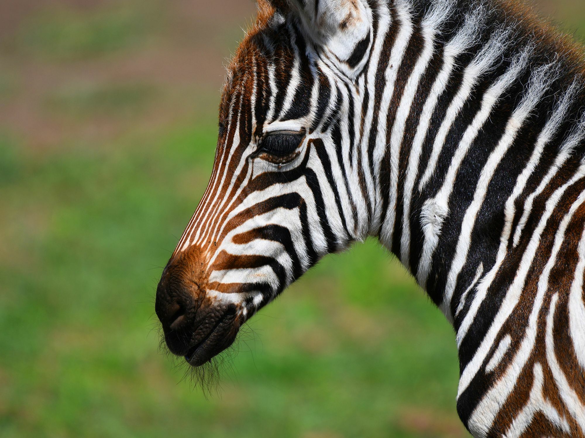 Serengeti Safari Lodge Exteriör bild